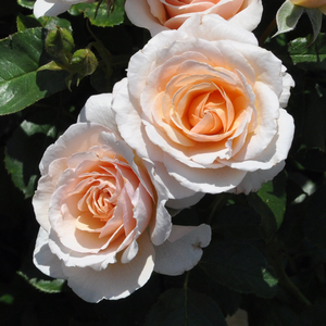 Diskretni miris ruže - Ruža - Pacific™ - Narudžba ruža